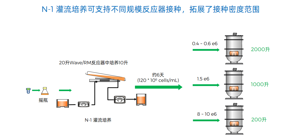 N-1 灌流培养可支持不同规模反应器接种，拓展了接种密度范围